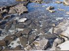 Close-up view of reworked clasts of beachrock submerged in a tidal pool.